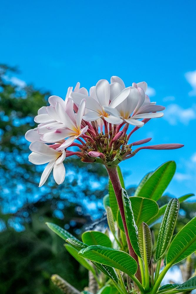 White Plumeria